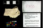 Foto (Objekt + Etikett) von Pithonoton marginatum (von Meyer, 1842)  (NHMW-GEO-2014-0194-0833)
